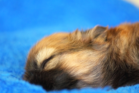 Little dog sleepingの写真素材