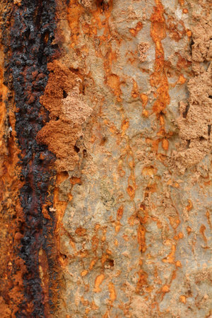 old wood background