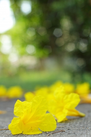 Yellow flowersの写真素材