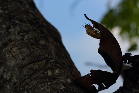 Cicada shell on the tree