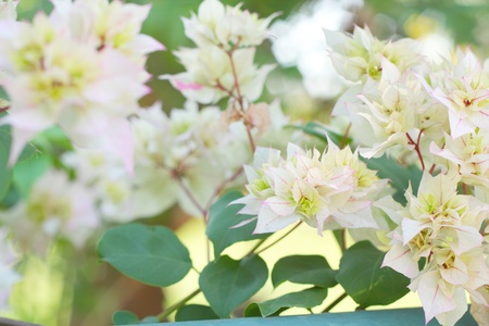 Bougainvillea flowersの写真素材