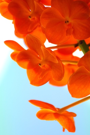 Yellow Orchidの写真素材