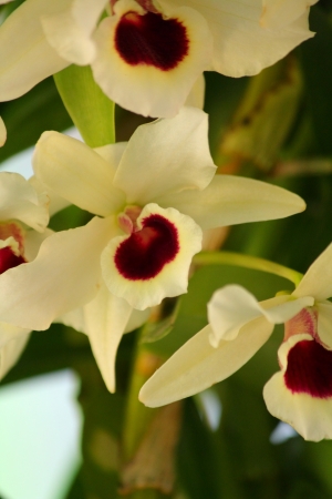 White Orchidの写真素材