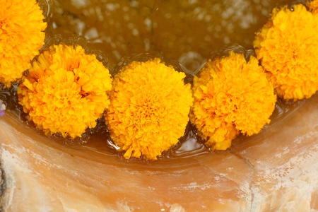 marigold flowersの写真素材