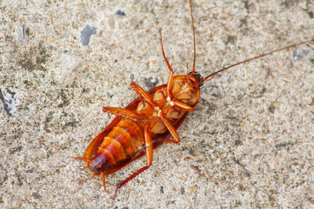 Dead cockroach