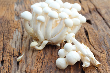Mushrooms