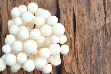 Mushroomsの写真素材