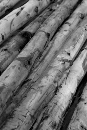 a pile of cut wood stump - black and whiteの写真素材