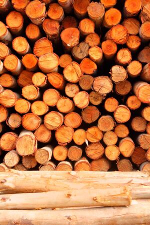 a pile of cut wood stumpの写真素材