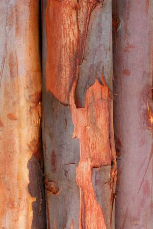 a pile of cut wood stumpの写真素材