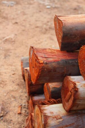 a pile of cut wood stumpの写真素材