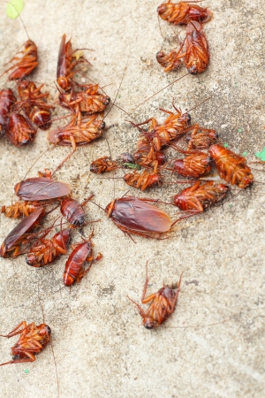 Cockroachsの写真素材