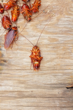 Cockroachsの写真素材