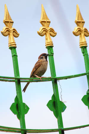 Sparrow sitting on the metal fenceの写真素材