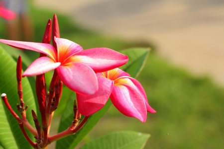 Frangipani flowerの写真素材