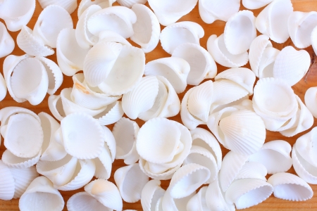 Cockleshellsの写真素材