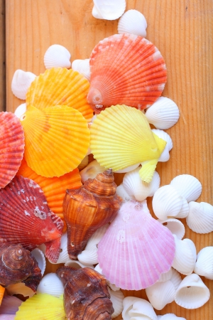 Cockleshellsの写真素材