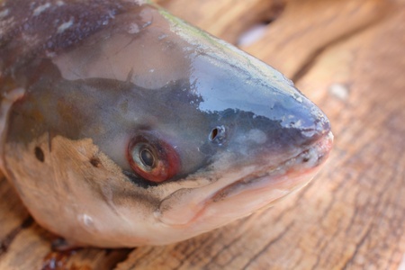 Salmon head close upの写真素材