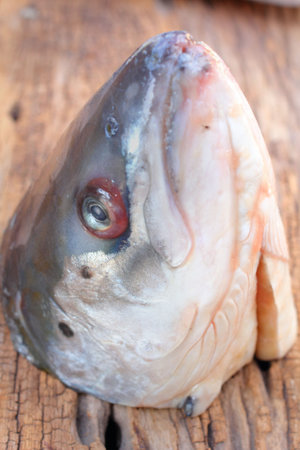 Salmon head close upの写真素材