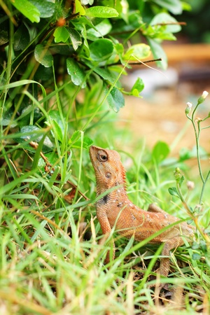 Brown thai lizard on green grass.の写真素材