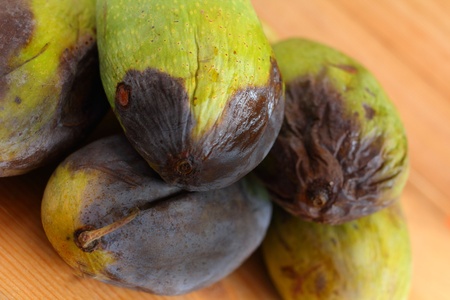 Rotten mango.の写真素材
