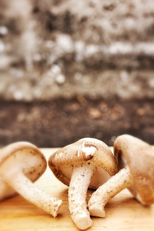 Fresh shiitake mushroom on wood backgrongの写真素材