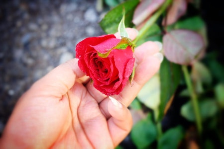 Red rose on black background