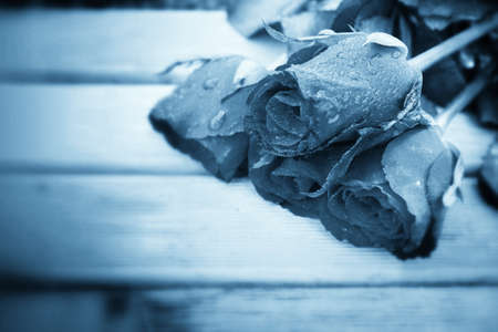 Red rose on black backgroundの写真素材