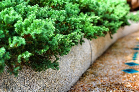 Fern on the stone in gardenの写真素材