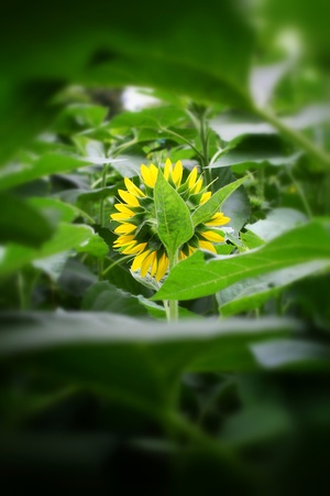 Sun flowers in the gardenの写真素材