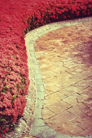 West Indian jasmine  walkway in the parkの写真素材