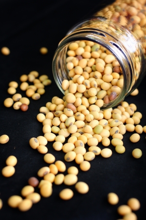 Soy beans on black backgroundの写真素材