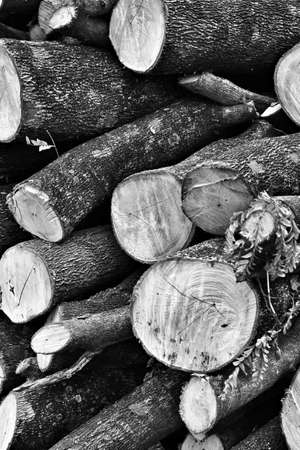 Pile of pine wood background textureの写真素材