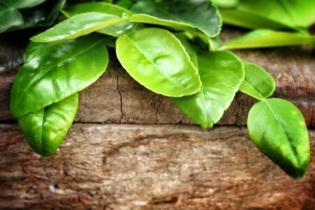 Kaffir lime leaves on wood backgroundの写真素材