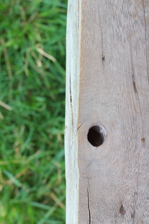 Gree grass background textureの写真素材