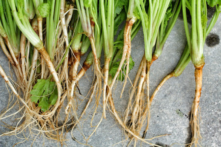 Coriander on the gray background