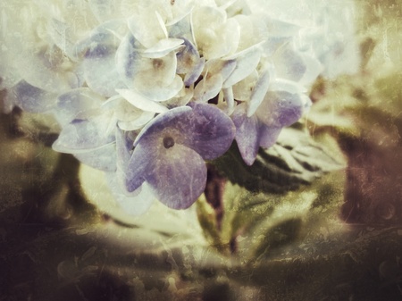 hydrangea flowers in the natureの写真素材