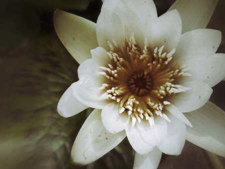 Lotus flower vintage styleの写真素材