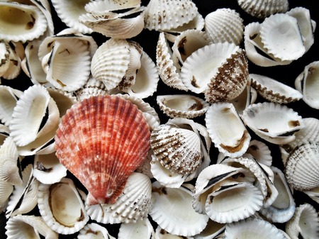 White shell on black backgroundの写真素材