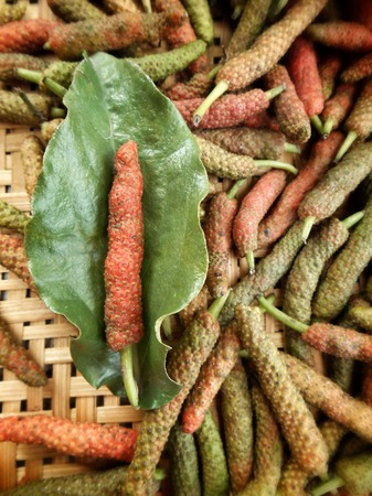 Indian long pepper - Asian herbs.の写真素材