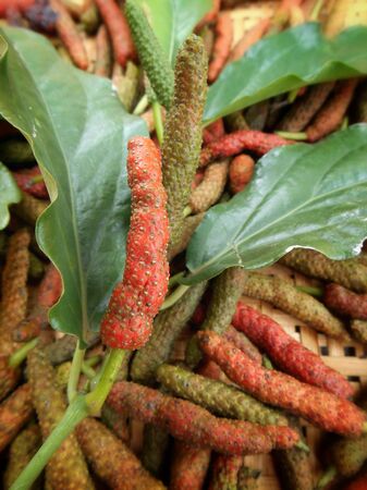 Indian long pepper - Asian herbs.の写真素材