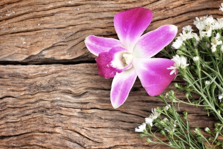 Pink orchid on the woodの写真素材