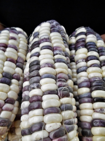 Purple corn on wood backgroundの写真素材