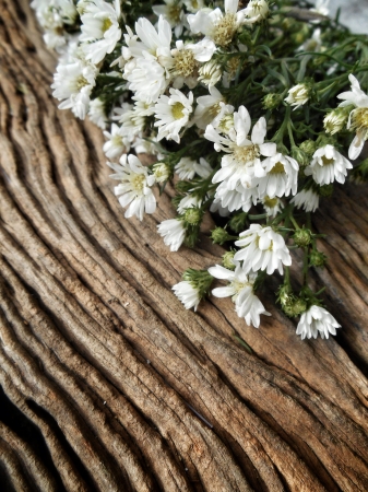 Chamomile flower on woodenの写真素材