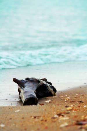 Old driftwood on the beachの写真素材