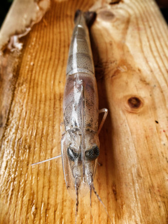 Fresh shrimp on the wood background