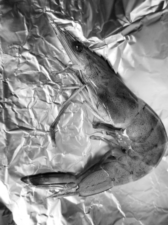 Fresh shrimp on the gray backgroundの写真素材