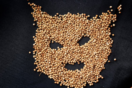 Coriander seed in halloween day