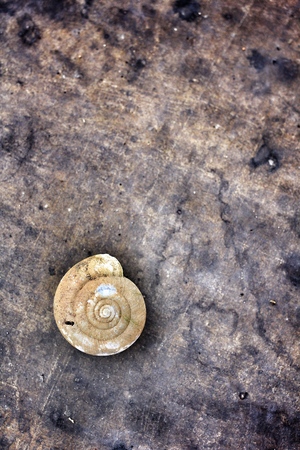 Cockleshells on the stone backgroundの写真素材