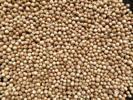 Coriander seed on black backgroundの写真素材